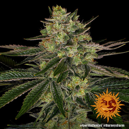 BARNEY'S FARM - GORILLA ZKITTLEZ FEM