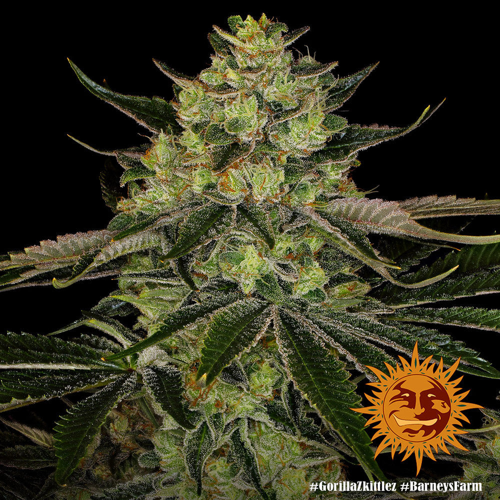 BARNEY'S FARM - GORILLA ZKITTLEZ FEM