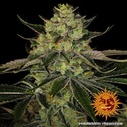 BARNEY'S FARM - GORILLA ZKITTLEZ FEM