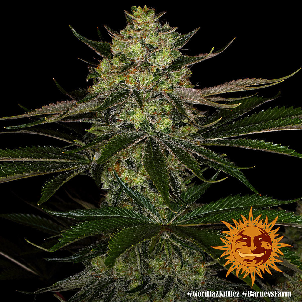 BARNEY'S FARM - GORILLA ZKITTLEZ FEM