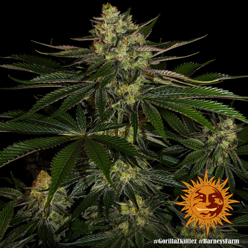 BARNEY'S FARM - GORILLA ZKITTLEZ FEM