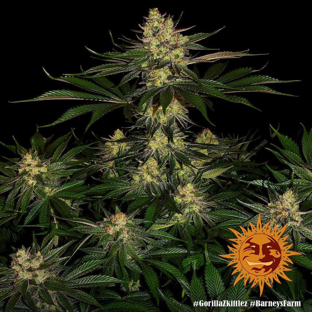 BARNEY'S FARM - GORILLA ZKITTLEZ FEM