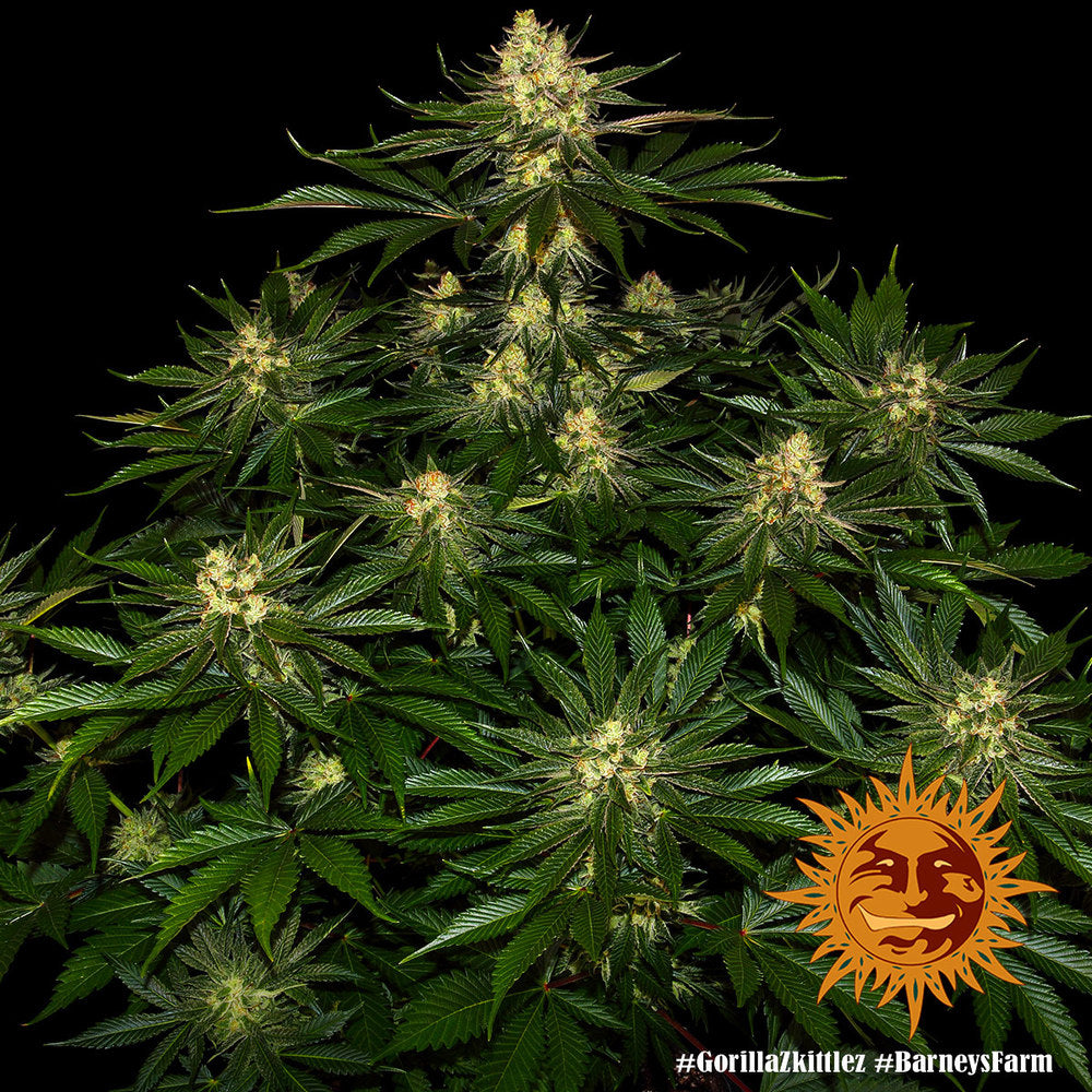 BARNEY'S FARM - GORILLA ZKITTLEZ FEM