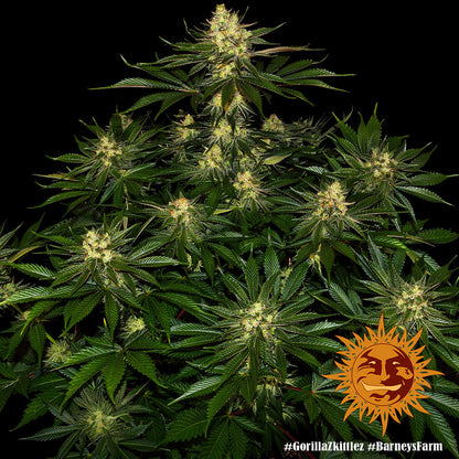 BARNEY'S FARM - GORILLA ZKITTLEZ FEM