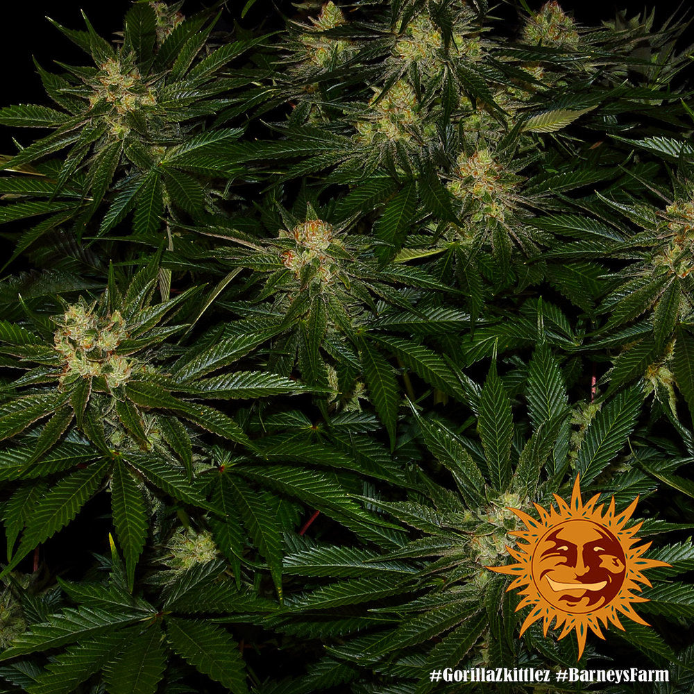 BARNEY'S FARM - GORILLA ZKITTLEZ FEM