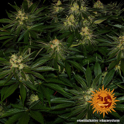 BARNEY'S FARM - GORILLA ZKITTLEZ FEM
