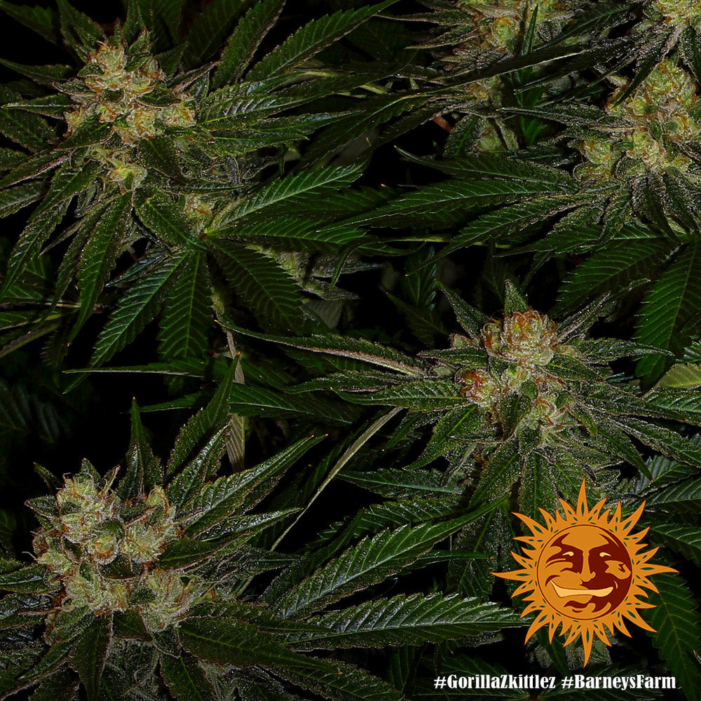 BARNEY'S FARM - GORILLA ZKITTLEZ FEM