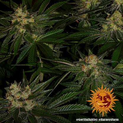 BARNEY'S FARM - GORILLA ZKITTLEZ FEM