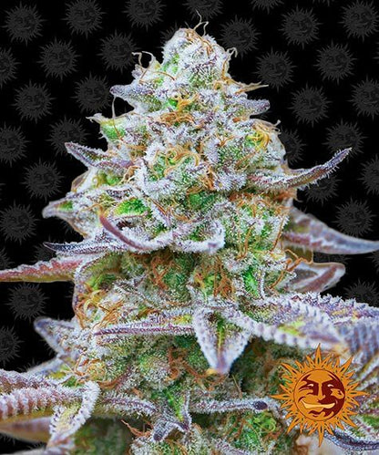 BARNEY'S FARM - GORILLA ZKITTLEZ FEM