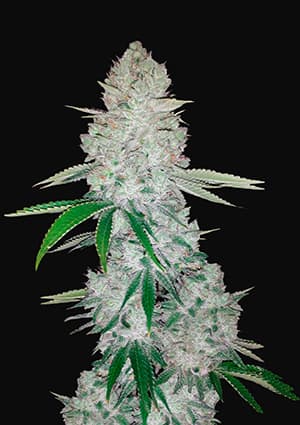 FAST BUDS - GORILLA GLUE AUTO