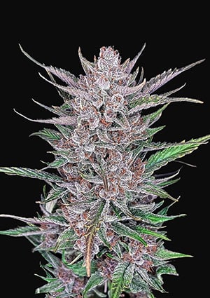 FAST BUDS - GORILLA PUNCH AUTO