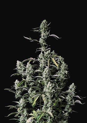 FAST BUDS - GORILLA ZKITTLEZ AUTO
