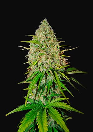 FAST BUDS - GRAPEFRUIT AUTO