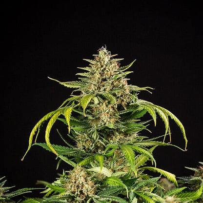 ROYAL QUEEN SEEDS - GREEN GELATO AUTO