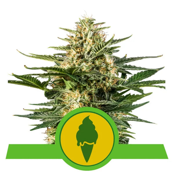 ROYAL QUEEN SEEDS - GREEN GELATO AUTO