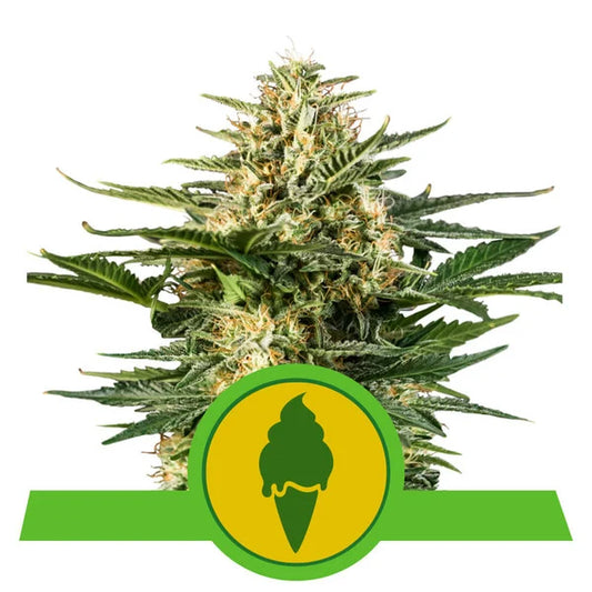 ROYAL QUEEN SEEDS - GREEN GELATO AUTO
