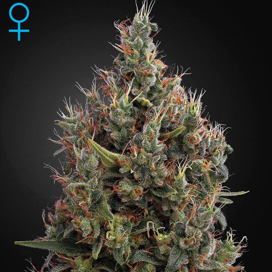 GREEN HOUSE - BIG BANG AUTOFLOWERING