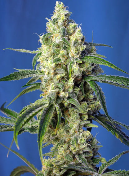 SWEET SEEDS - GREEN POISON CBD