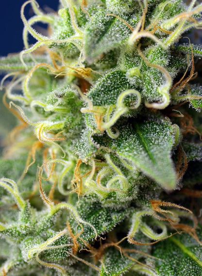 SWEET SEEDS - GREEN POISON CBD