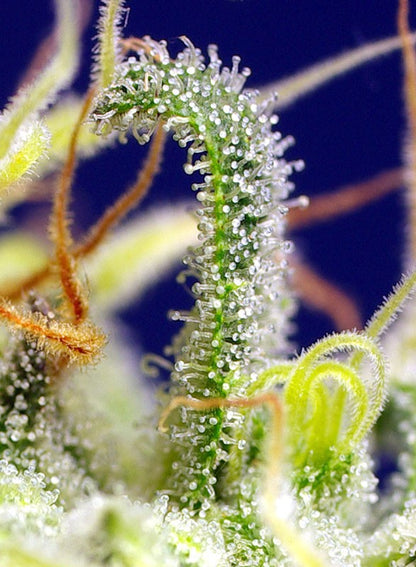 SWEET SEEDS - GREEN POISON CBD