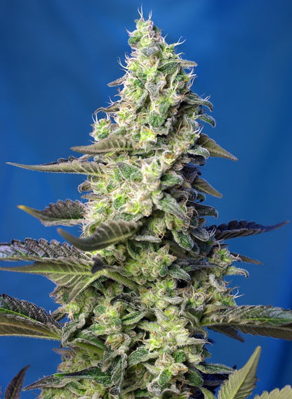 SWEET SEEDS - GREEN POISON XL AUTO