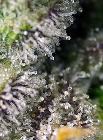 SWEET SEEDS - GREEN POISON XL AUTO