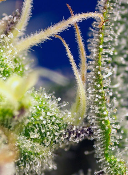 SWEET SEEDS - GREEN POISON XL AUTO