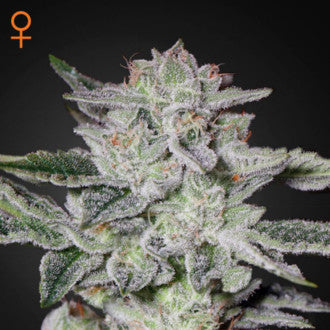 GREEN HOUSE - SWEET VALLEY KUSH