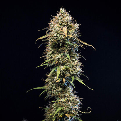ROYAL QUEEN SEEDS - HAZE BERRY AUTO