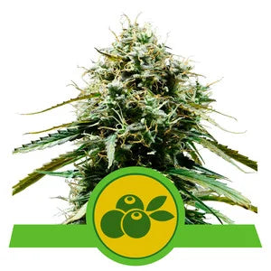 ROYAL QUEEN SEEDS - HAZE BERRY AUTO