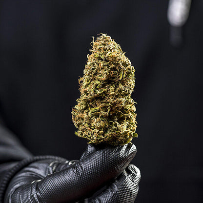 ROYAL QUEEN SEEDS - HAZE BERRY AUTO