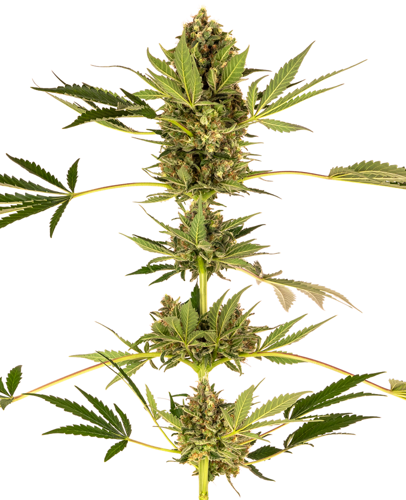 SENSI SEEDS - HIMALAYAN CBD (EX SENSI#49)