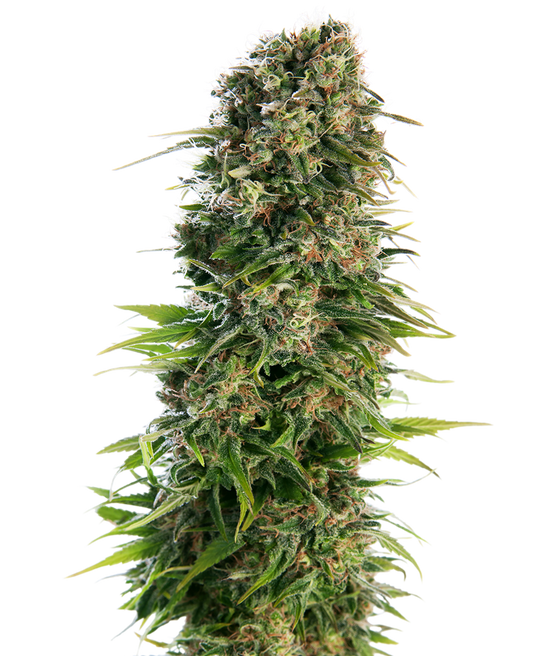 SENSI SEEDS - HINDU KUSH AUTOMATICA
