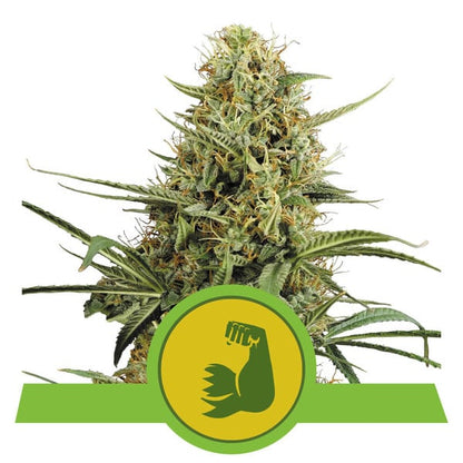 ROYAL QUEEN SEEDS - HULKBERRY AUTO