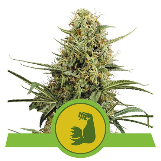 ROYAL QUEEN SEEDS - HULKBERRY AUTO