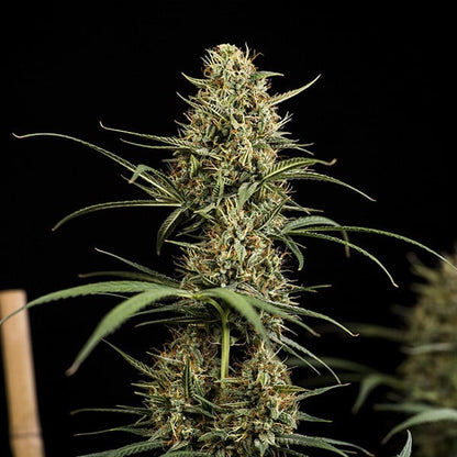 ROYAL QUEEN SEEDS - HULKBERRY AUTO
