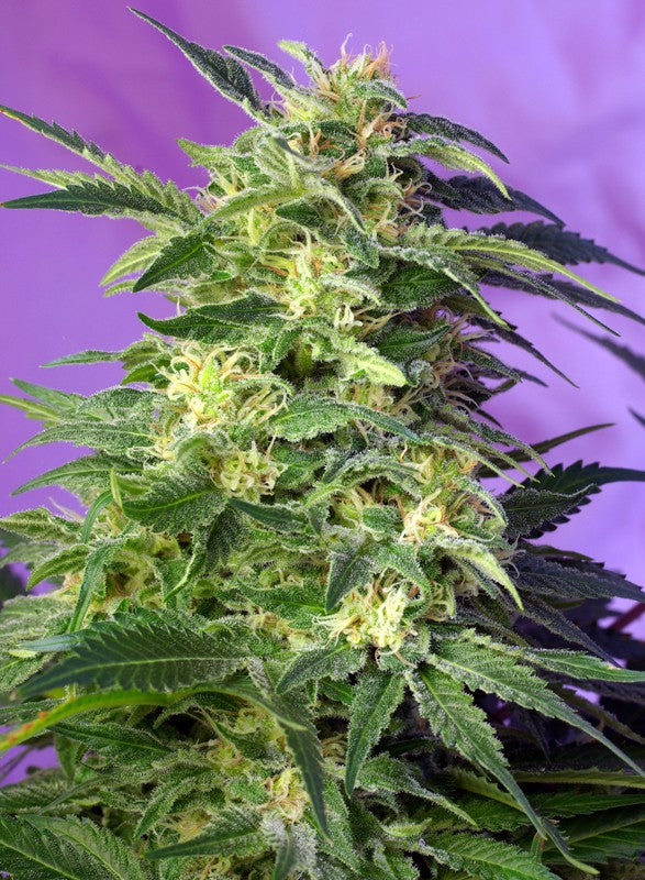 SWEET SEEDS - KILLER KUSH AUTO