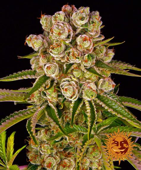 BARNEY'S FARM - KUSH MINTZ FEM