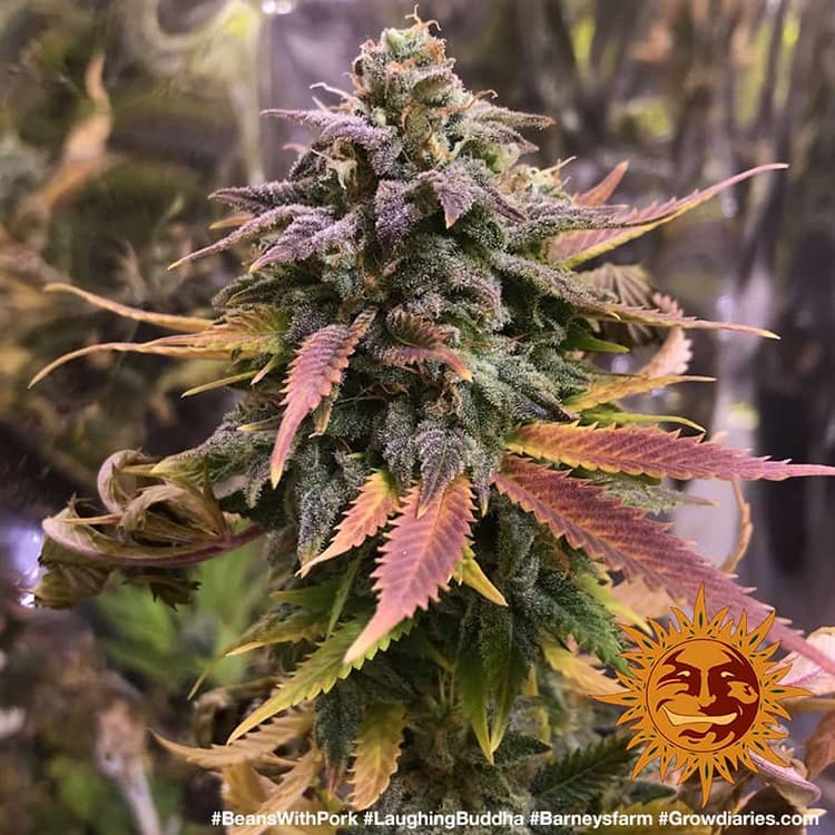 BARNEY'S FARM - LAUGHING BUDDHA FEM