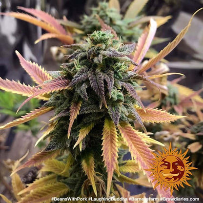 BARNEY'S FARM - LAUGHING BUDDHA FEM