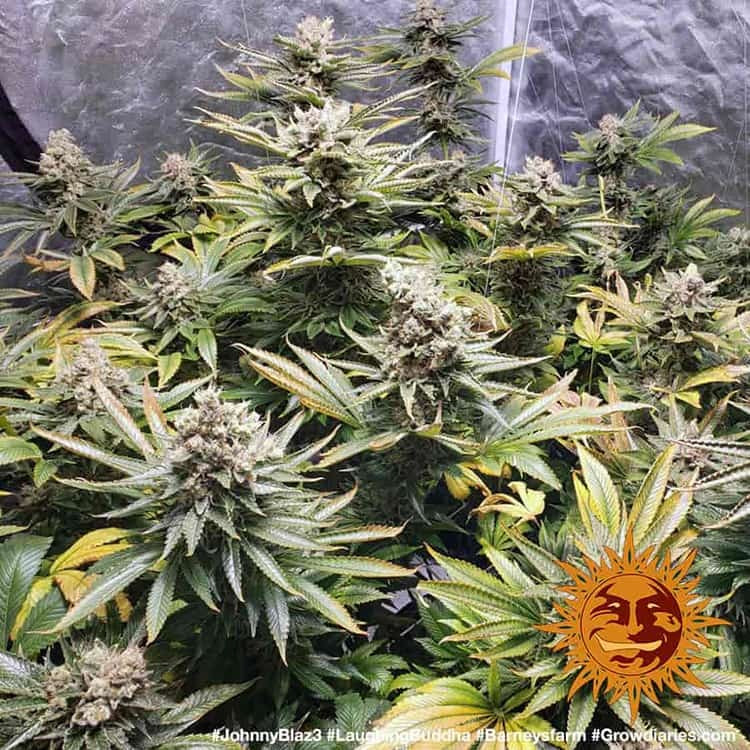 BARNEY'S FARM - LAUGHING BUDDHA FEM