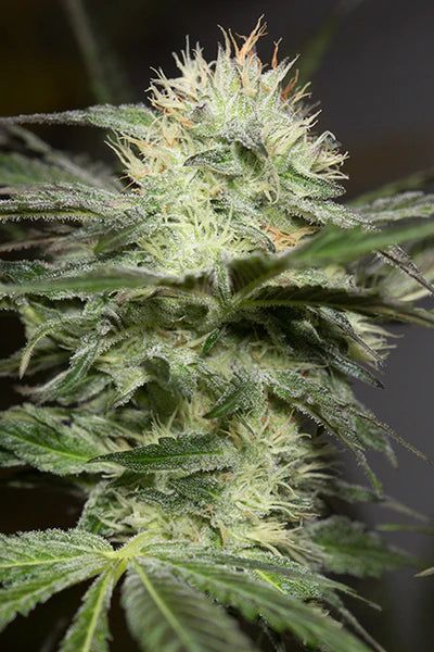 Silent Seeds - LEMON SORBET