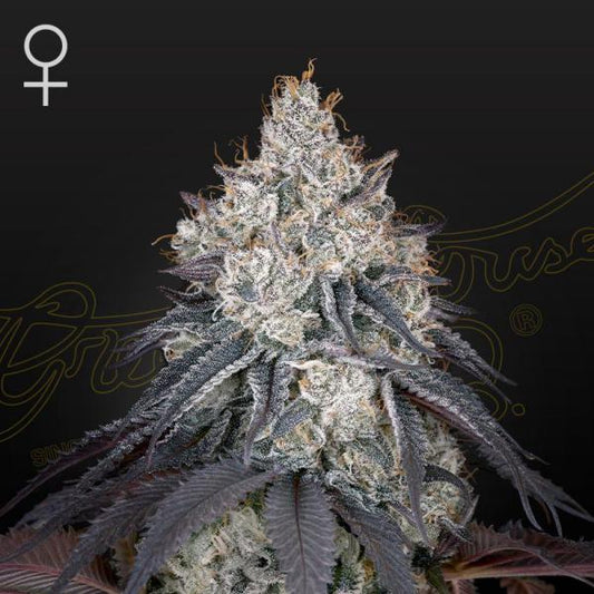 GREEN HOUSE - LEMON ORANGE