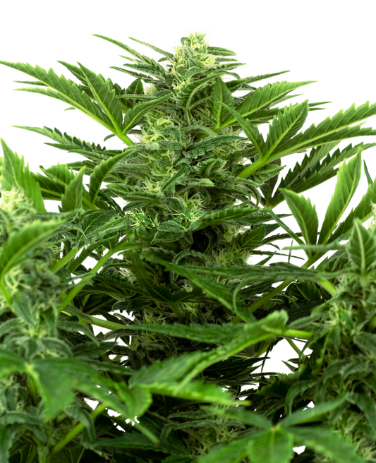 SENSI SEEDS - MANDARINE PUNCH AUTO - RESEARCH