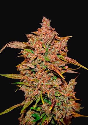 FAST BUDS - CRYSTAL METH AUTO