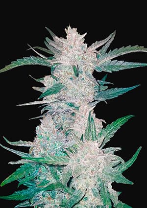 FAST BUDS - MEXICAN AIRLINES AUTO