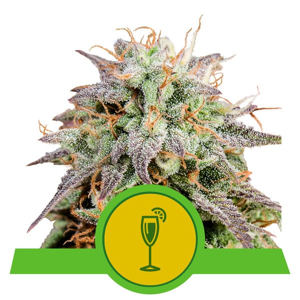 ROYAL QUEEN SEEDS - MIMOSA AUTO