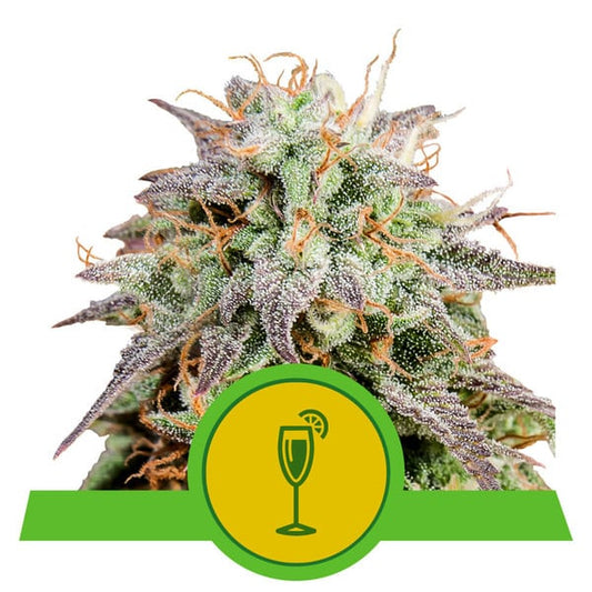 ROYAL QUEEN SEEDS - MIMOSA AUTO