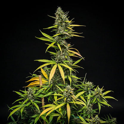 ROYAL QUEEN SEEDS - MIMOSA AUTO