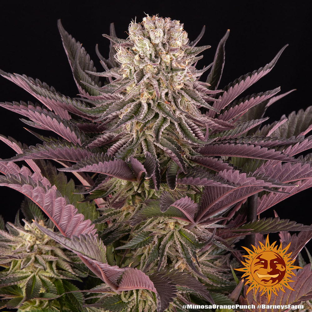 BARNEY'S FARM - MIMOSA X ORANGE PUNCH